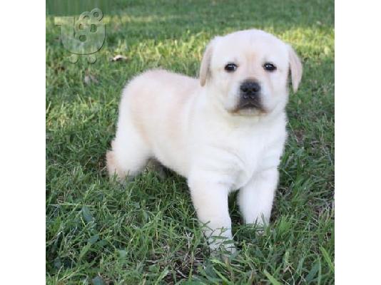 PoulaTo: λαμπραντόρ retriever